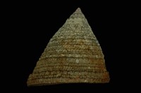 藏品(細紋鐘螺)的圖片